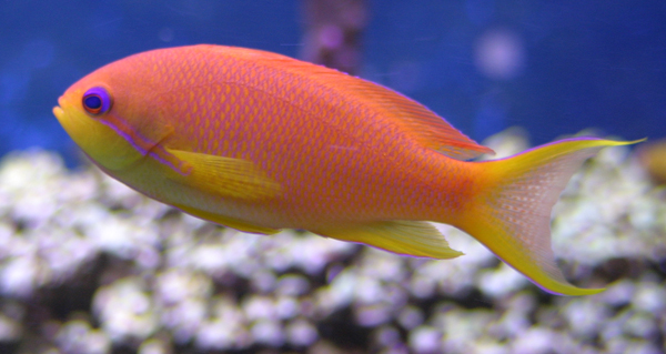 Show me your anthias! - Reef Central Online Community